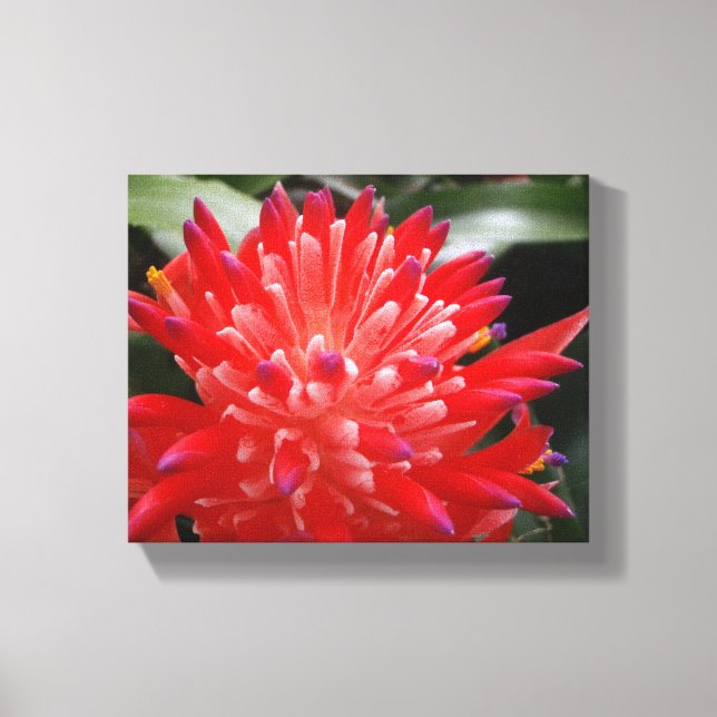 Lienzo Bromeliad Flower (Anverso)