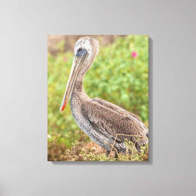 Lienzo Brown Pelican (Anverso)