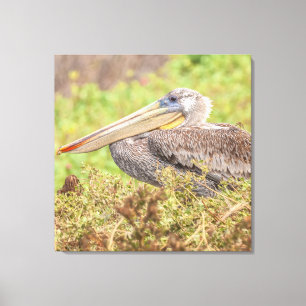 Lienzo Brown Pelican