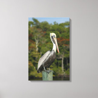 Lienzo Brown Pelican