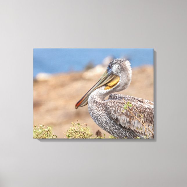 Lienzo Brown Pelican (Anverso)