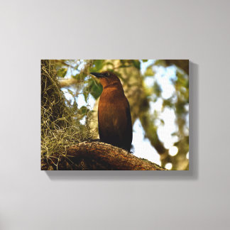 Lienzo Brown Thrasher Bird