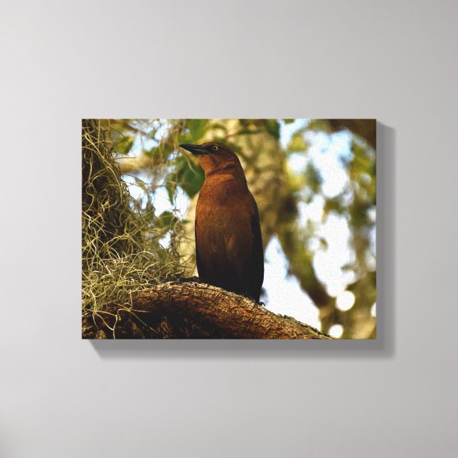 Lienzo Brown Thrasher Bird (Anverso)