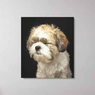 Lienzo Brown y Shih blanco Tzu con los ojos se cerraron