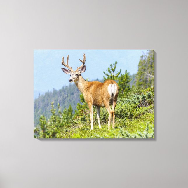 Lienzo Buck (Anverso)