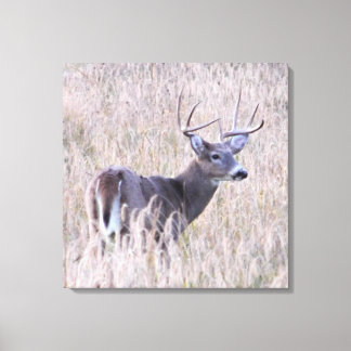 Lienzo Buck de cola blanca en la pradera