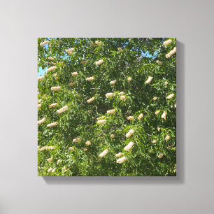 Lienzo Buckeye floreciente