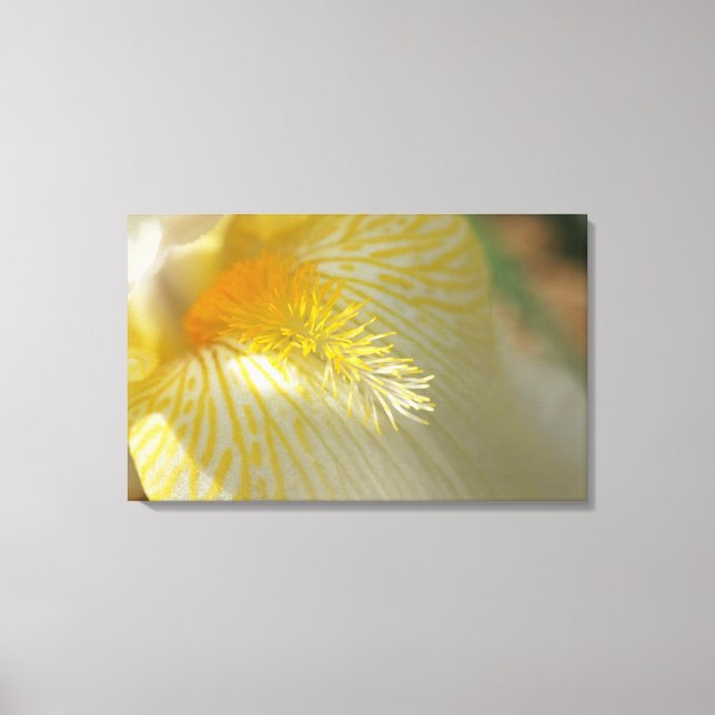 Lienzo ¡Buenos Días Iris! (Anverso)