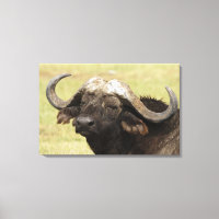 Búfalo africano, café Syncerus