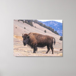 Lienzo Buffalo Bison American Wildlife