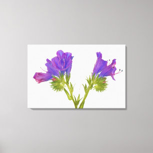 Lienzo Bugloss púrpura de las víboras (plantagineum del