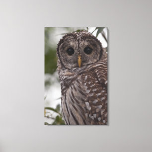 Lienzo Búho barrado del joven (varia del Strix)