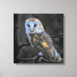 Lienzo Búho : Fotografía selectiva de color