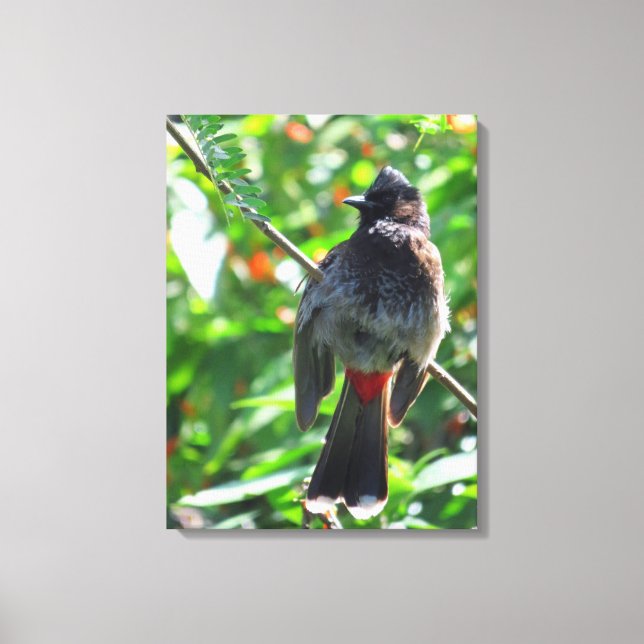 Lienzo Bulbul de vena roja (Anverso)