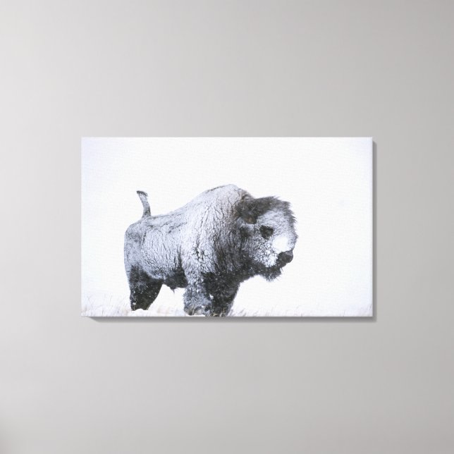 Lienzo Bull Bison (Bison bison) cubierto de nieve en un r (Anverso)