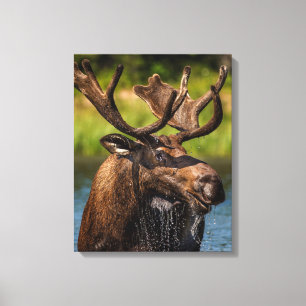 Lienzo Bull Moose   Parque nacional Glaciar Montana