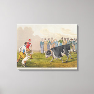 Lienzo "Bull que hostiga", pub.by Thomas McLean, 1820,