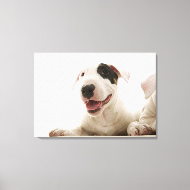 Lienzo Bull Terriers (Anverso)