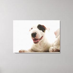 Lienzo Bull Terriers