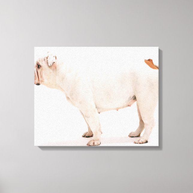 Lienzo Bulldog (Anverso)