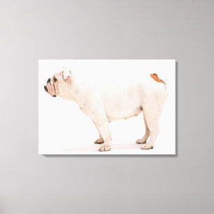 Lienzo Bulldog