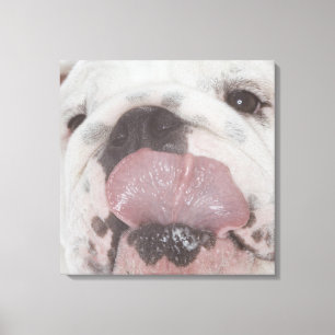 Lienzo Bulldog 2
