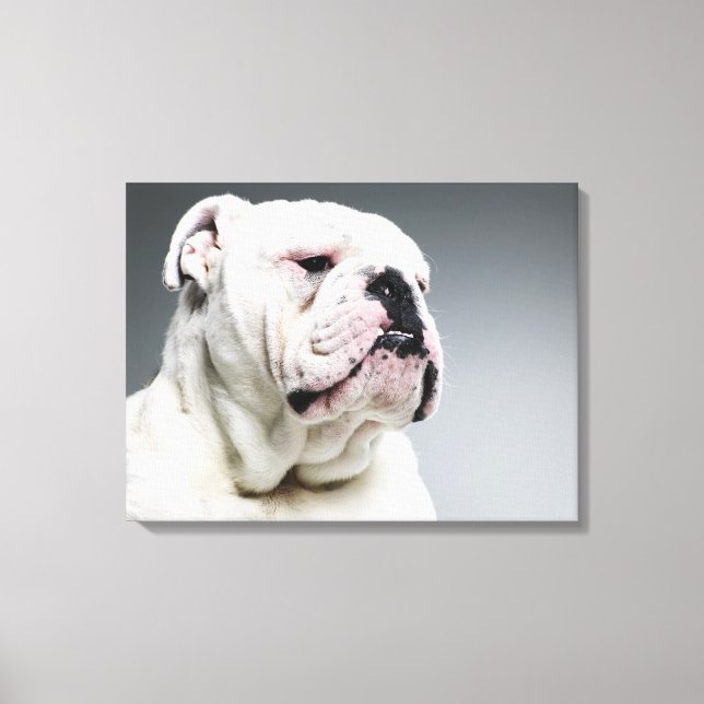 Lienzo Bulldog blanco (Anverso)