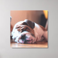 Bulldog durmiente bata y cachorro blanco