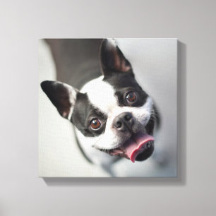 Lienzo Bulldog francés de las imágenes el   de Getty
