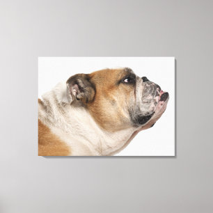 Lienzo Bulldog inglés (6 años)