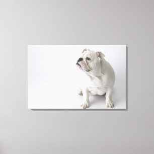 Lienzo Bulldog inglés blanco