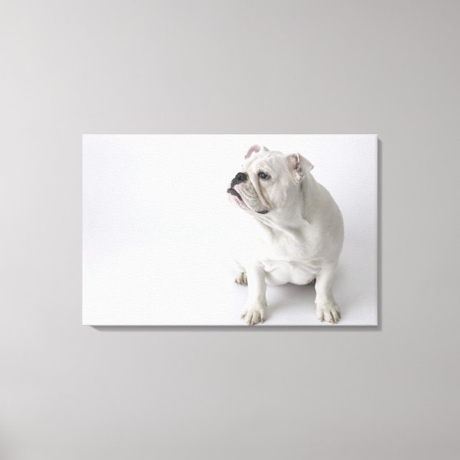Lienzo Bulldog inglés blanco (Anverso)