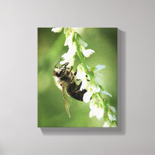 Lienzo Bumble Bee en flor blanca