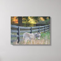 Burro en un campo otoñal