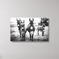 Burros en un campo