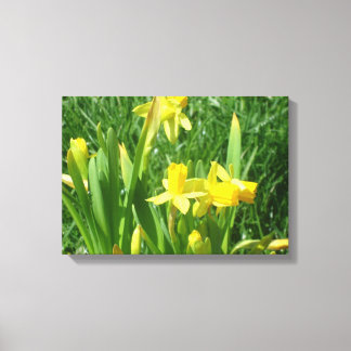 Lienzo Buttercup Yellow Daffodils