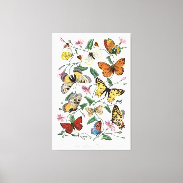 Lienzo Butterflies Wall Art Canvas Vintage Style Nature  (Anverso)
