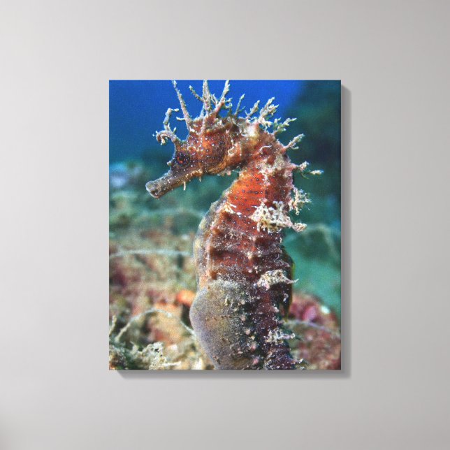 Lienzo Caballito d emar | Hippocampus Ramulosus (Anverso)