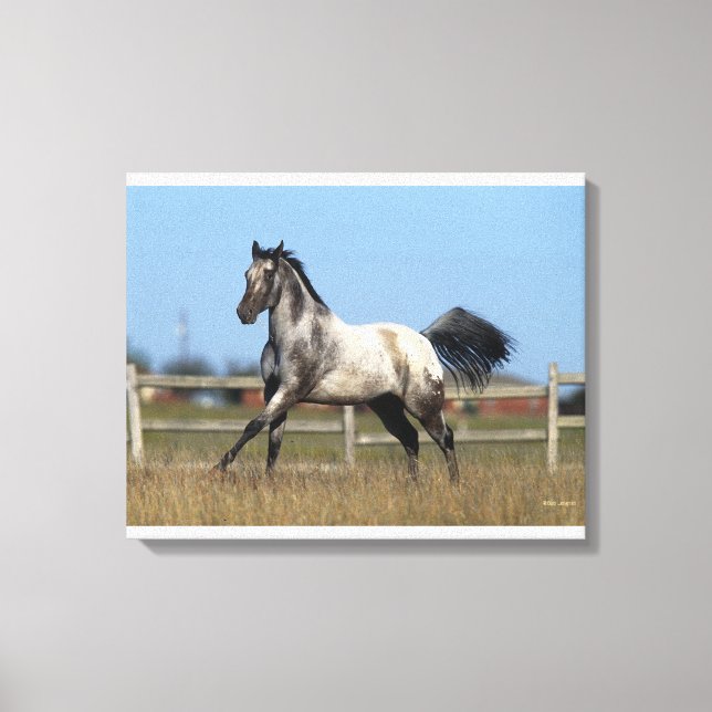 Lienzo Caballo Appaloosa En Ejecución 3 (Anverso)