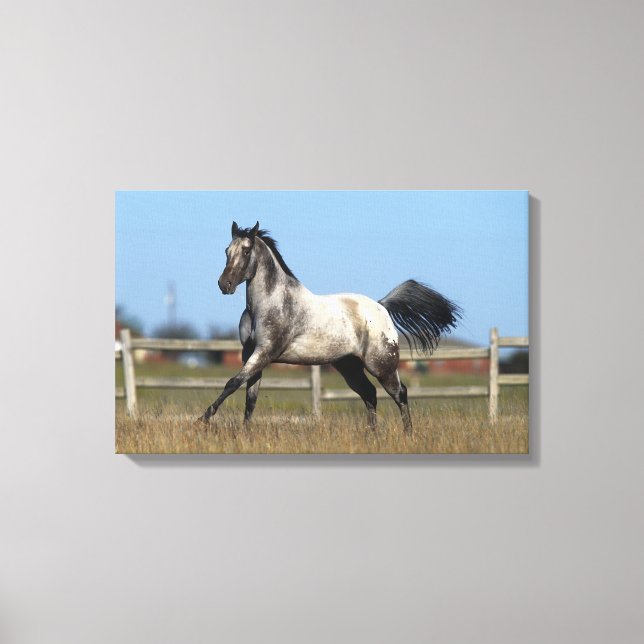 Lienzo Caballo Appaloosa En Ejecución 3 (Anverso)