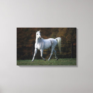 Lienzo Caballo árabe que corre 1