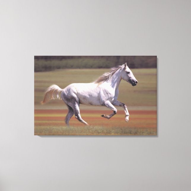 Lienzo Caballo blanco corriendo en el campo (Anverso)
