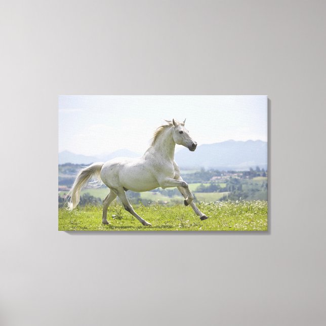 Lienzo caballo blanco corriendo en la pradera (Anverso)