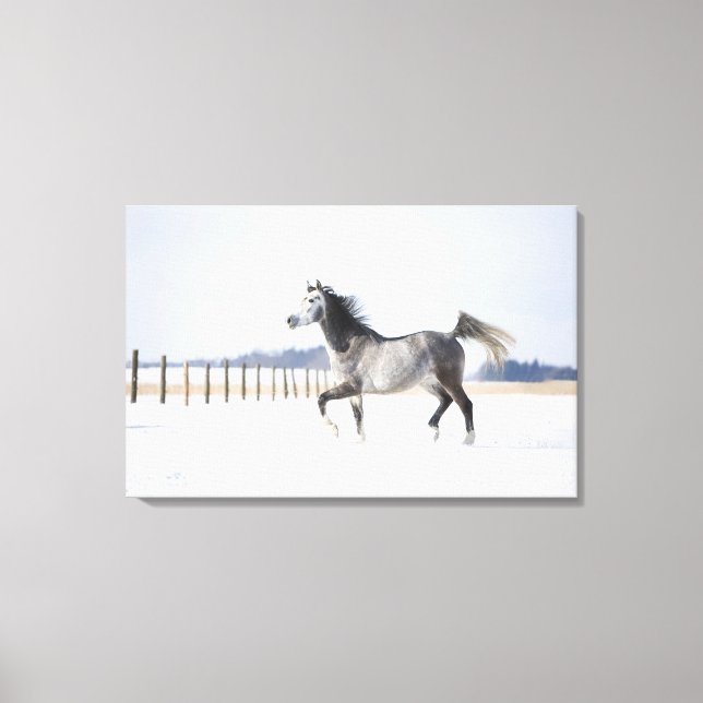 Lienzo caballo blanco en invierno (Anverso)