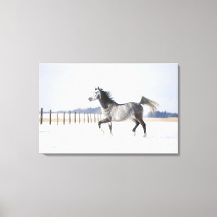 Lienzo caballo blanco en invierno