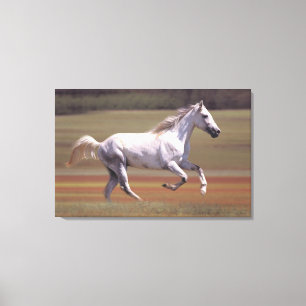 Lienzo Caballo blanco que corre en campo