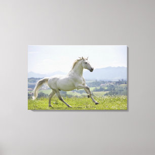 Lienzo caballo blanco que corre en prado