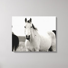 Lienzo Caballo blanco y negro en las colinas de Flint