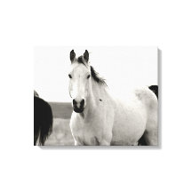 Caballo blanco y negro en las colinas de Flint