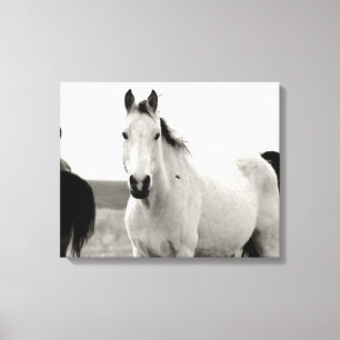 Lienzo Caballo blanco y negro en las colinas del pedernal